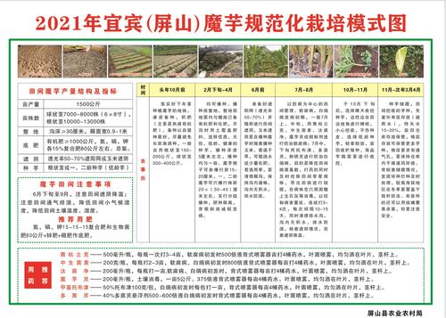 技術(shù)傳授到田間，農(nóng)技推廣重實(shí)效——屏山縣白魔芋規(guī)范化種植技術(shù)現(xiàn)場(chǎng)培訓(xùn)會(huì)側(cè)記